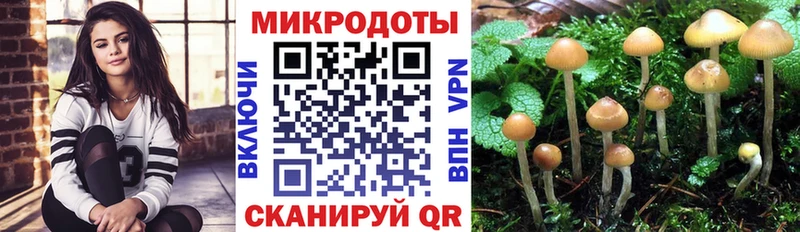 Купить  Гай  Галлюциногенные грибы Psilocybe 